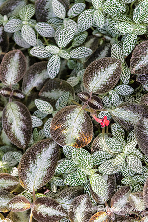 Fittonia sp 2 Athens Botanical Gardens
