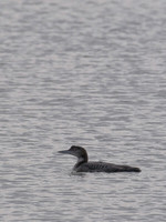 Ducks, Geese, Grebes and related