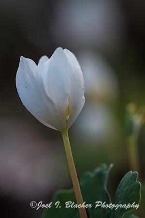 Bloodroot 1 3-13-16