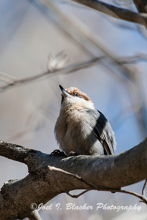 Brown Nuthatch in Dogwood 3