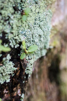 Fungi & Lichen