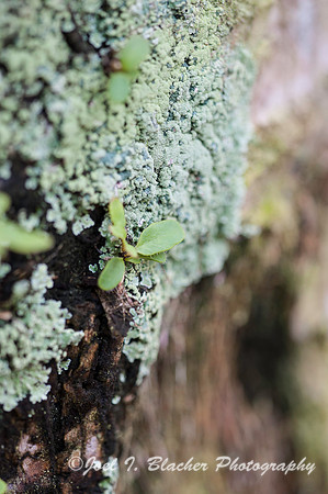 Lichen on Live Oak-Jekyll