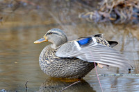 Ducks, Geese, Grebes and related