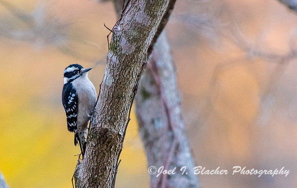 Downy Woodpecker in Dogwood