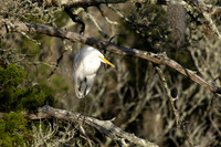 Shorebirds and Waders