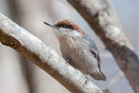 Woodpeckers and Nuthatches