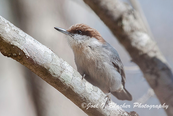 Brown Nuthatch in Dogwood 2