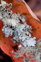 Fall Foliage