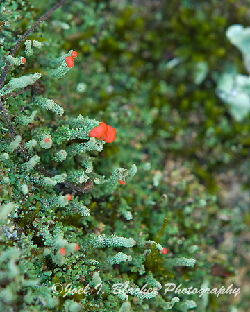 Red Tip Lichen 1.jpg