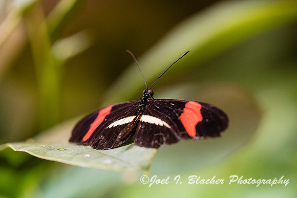 Postman Butterfly Heliconius melpamine rosina