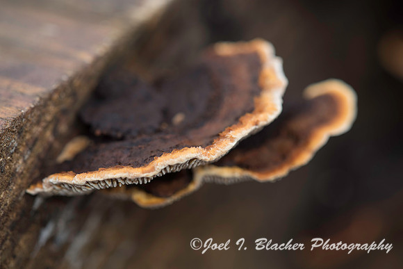 Polypore sp. 2 Big Trees