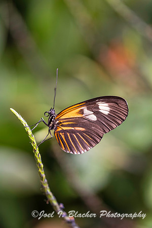 Tiger Longwing Heliconius hecale