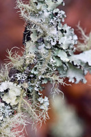 Fungi & Lichen