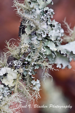 Lichen 2, Mocassin Creek.jpg