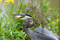 Great-Blue-Heron-Fishing--Chatt