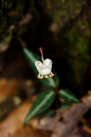 Ferns, Mosses, & Other Woodland Plants