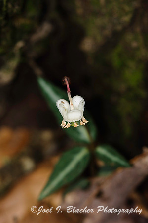 Pippsissewa Flowering 1.jpg