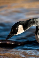 Ducks, Geese, Grebes and related