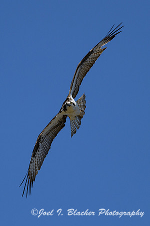 Osprey-Banking