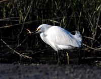 Shorebirds and Waders