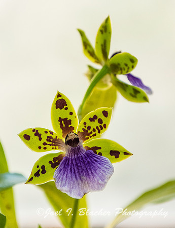 Zygopetalum Orchid Athens Botanical Gardens