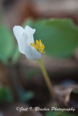 Bloodroot 2 3-13-16