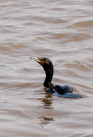 Shorebirds and Waders