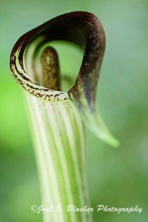 Jack-in-the-Pulpit 3