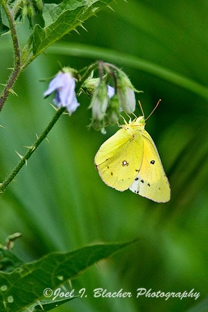 Orange Sulphur.jpg