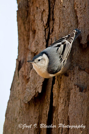 White-Breasted Nuthatch 6, Big Trees FP.jpg