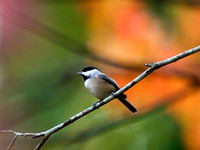 Songbirds