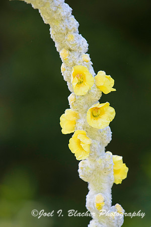 Mullein 2