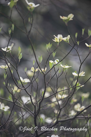 Carolina Dogwood 3-26 1