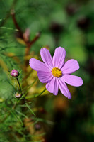 Flowers, Grasses, & Bog Plants