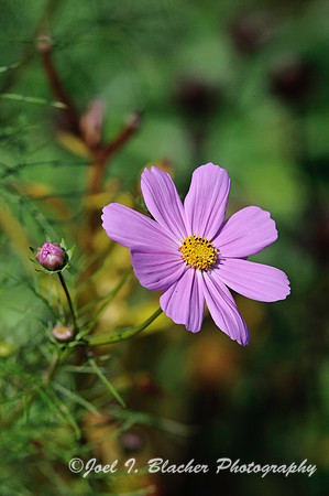 Corepsis sp