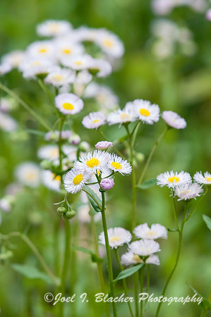 Asters at Big Trees 1