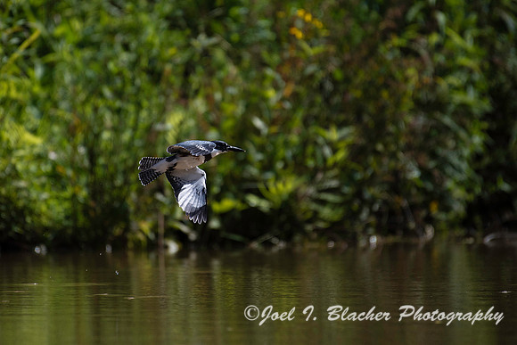Kingfisher Chattahoochee Mile 314