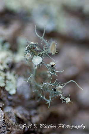 Cup Lichen Abstract.jpg
