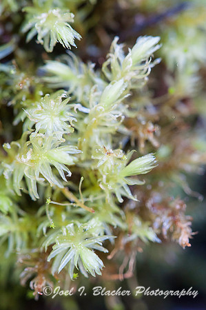 Moss in Bog Garden