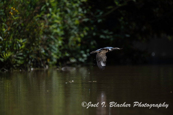 Kingfisher 2 Chattahoochee Mile 314