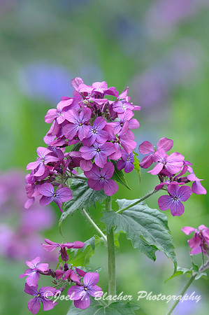 Phlox-BigTrees