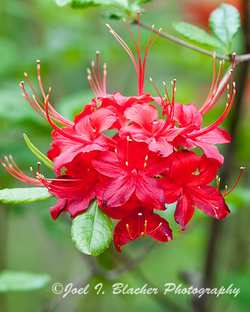 Azaleas at Big Trees 3