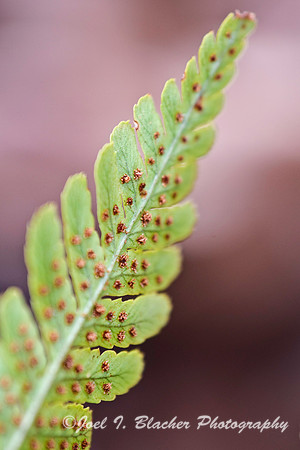 Autumn Fern 4.jpg