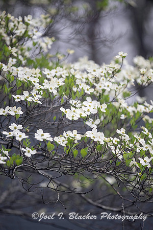 Carolina Dogwood 3-26 2