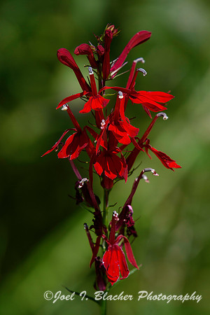 Cardinal Flower 2-Chattahoochee