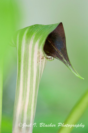 Jack-in-the-Pulpit 2