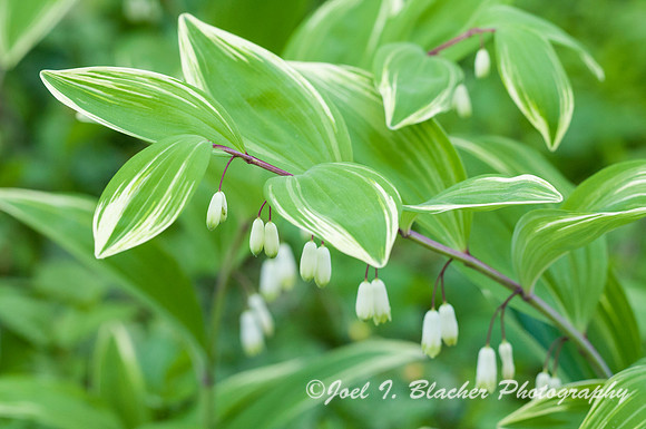 False Solomon Seal 1-Big Trees
