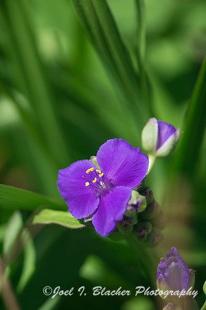Spiderwort-Big Trees