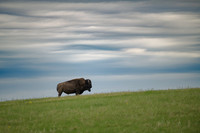 Mammals