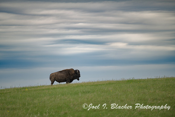American-Bison-2-Badlands